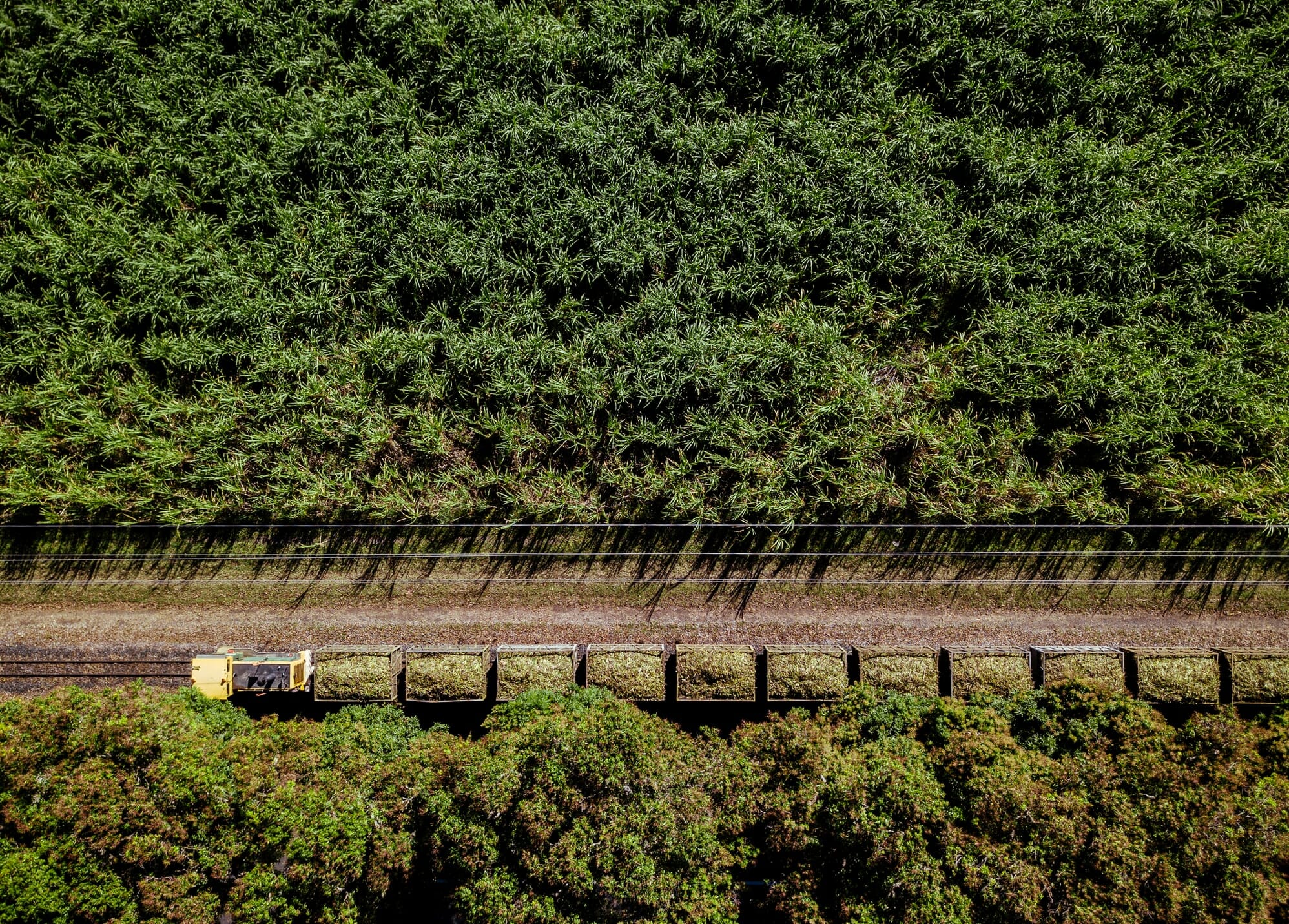 Sugar train along the sugar fields in Mackay, QLD, Australia